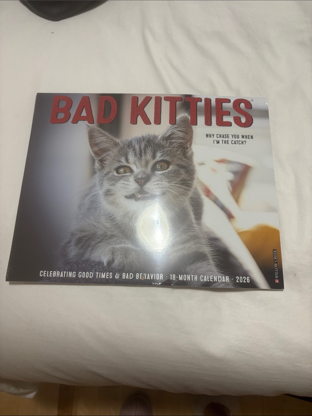 2026 Gray Cat Wall Calendar - Cute Kitten Images
